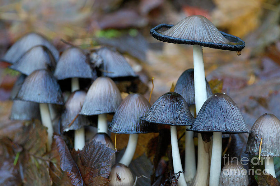 Shrooms Gone Bad Photograph by Sharon Talson - Fine Art America