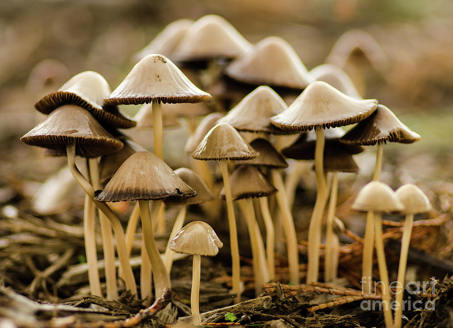 Shrooms Photograph by Nick Boren