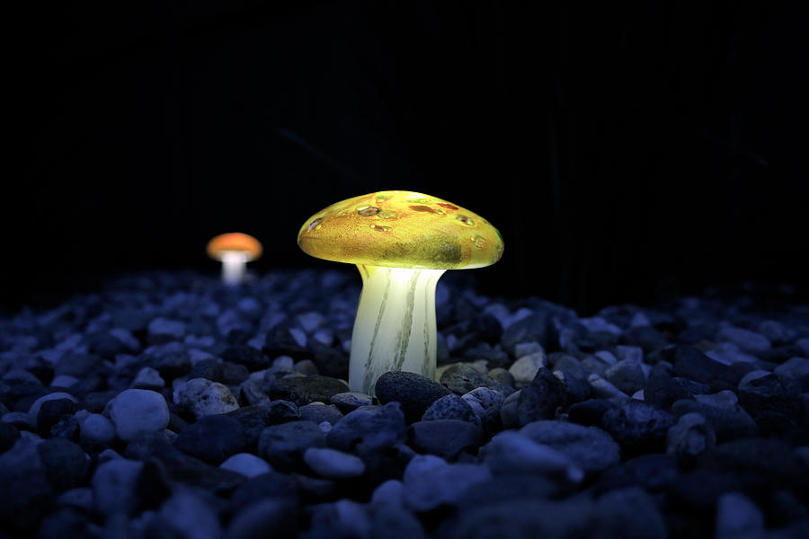 Mushroom Photograph - Shrooms of the Night  by DUG Harpster