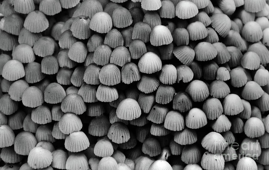 Shrooms Photograph by Skip Willits