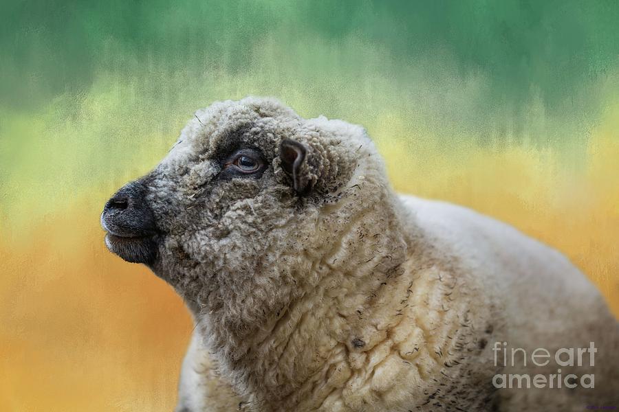 Shropshire-Sheep Photograph by Eva Lechner