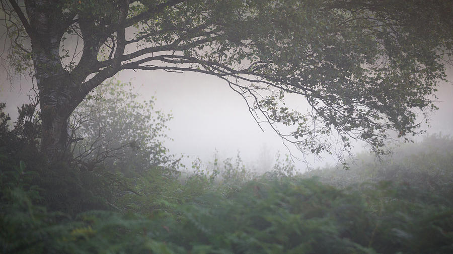 Tree Photograph - Shrouded by Chris Dale