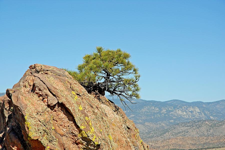 Shrub and Rock at Canon City Photograph by Robert Meyers-Lussier