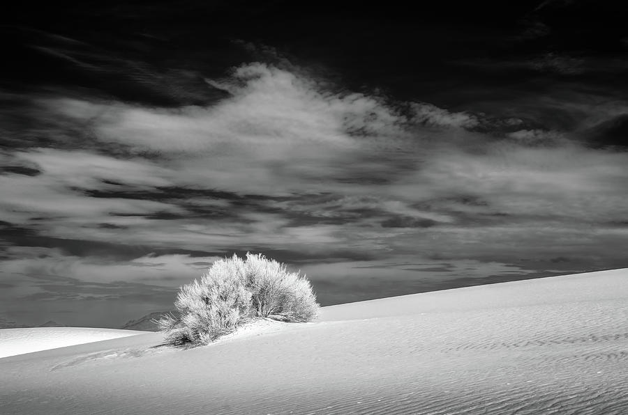 Shrub at White Sands Photograph by James Barber