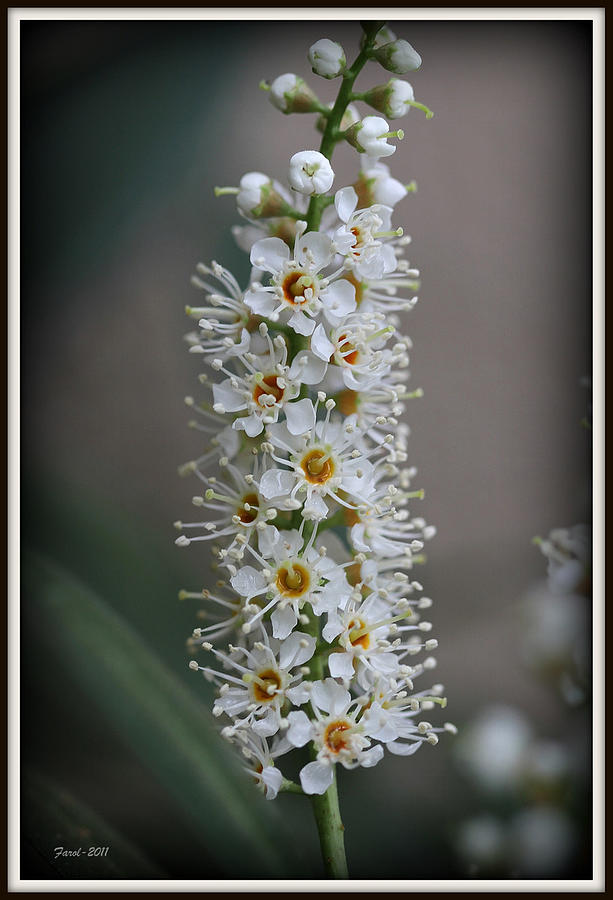 Shrub Flower Photograph by Farol Tomson
