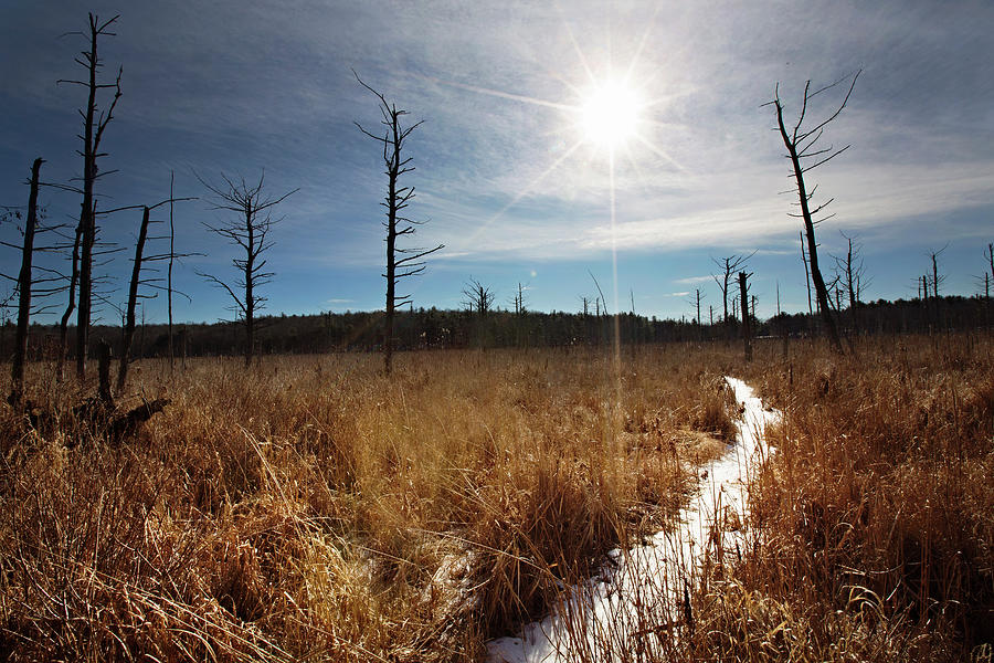 Shrub swamp by Sue Collura Shrub swamp by Sue Collura