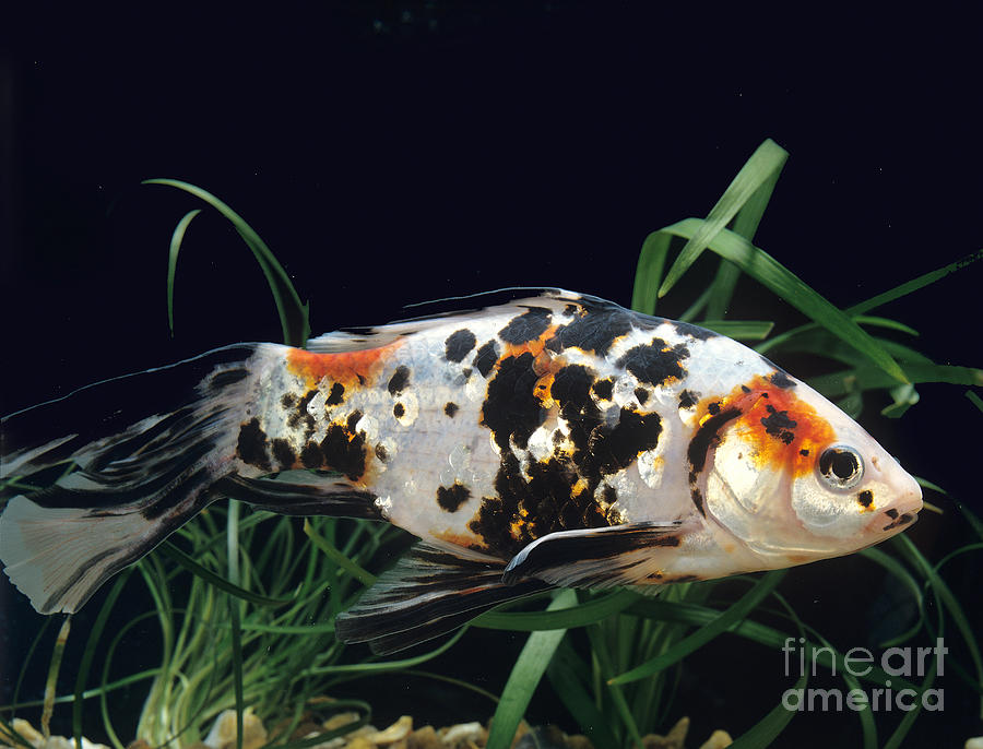 Shubunkin Goldfish Carassius Auratus Photograph by Gerard Lacz