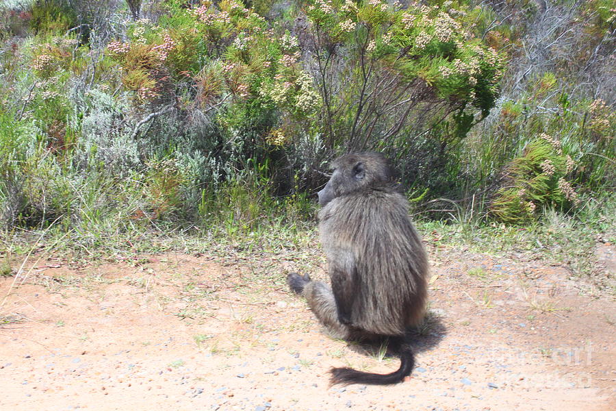 Shunned by a Baboon Photograph by Bev Conover