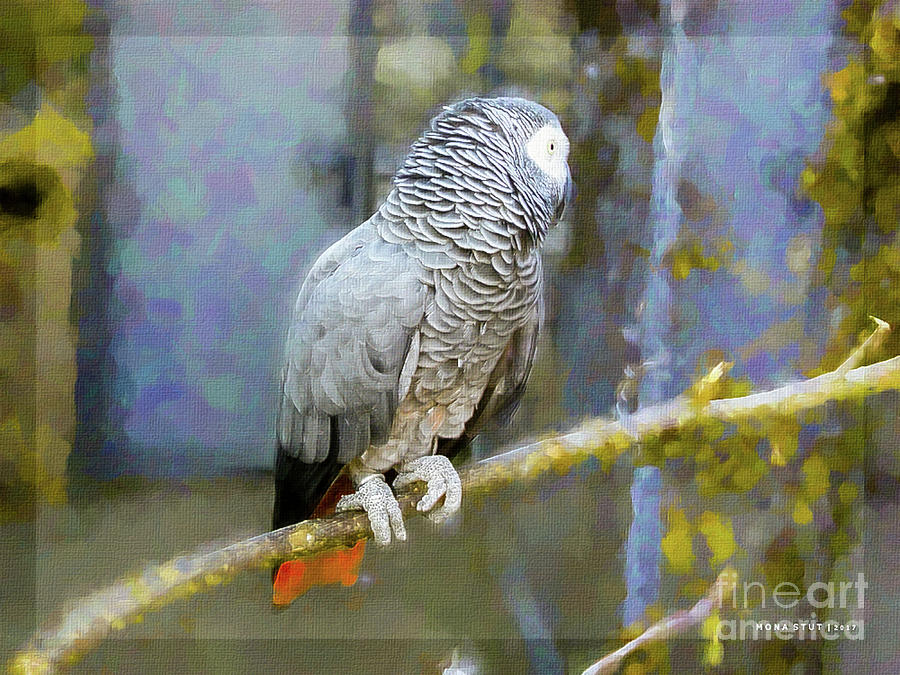 Shy African Gray Parrot Mixed Media