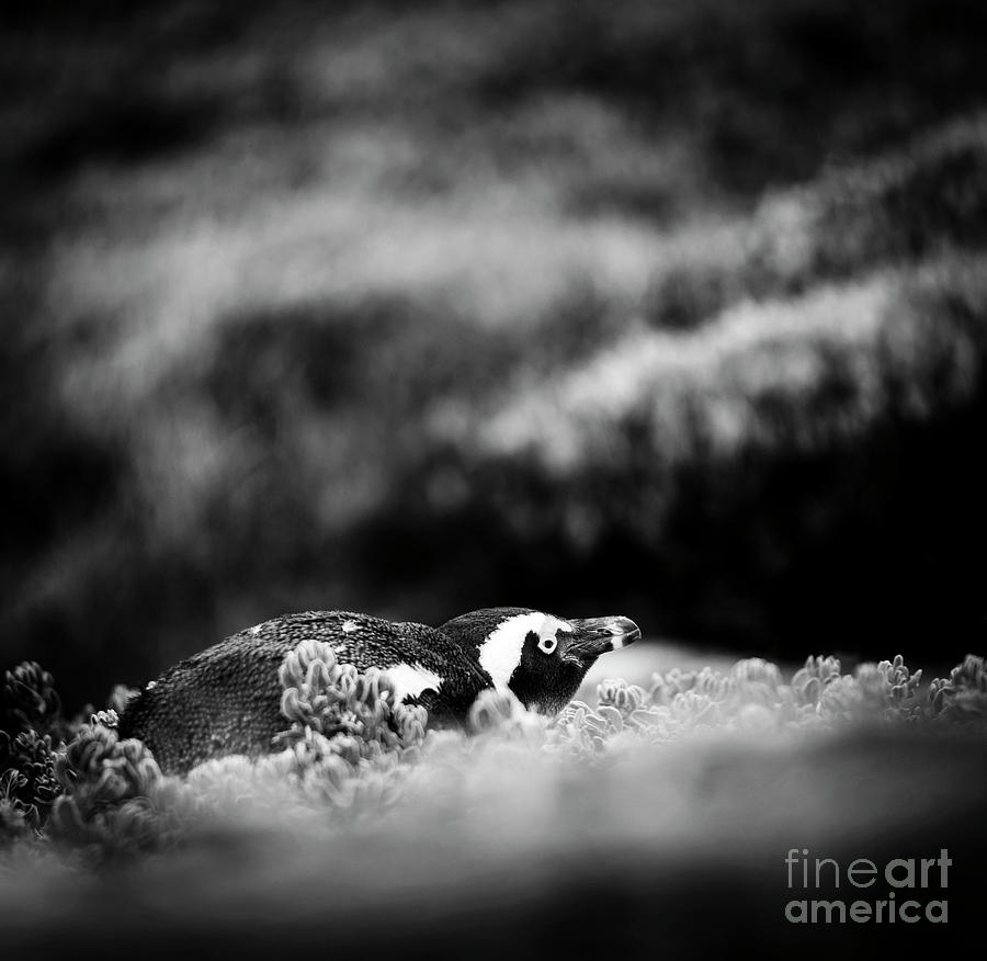 Shy African Penguin Black And White Photograph