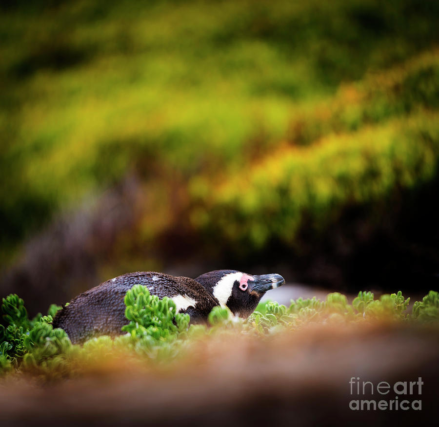 Nature Photograph - Shy African Penguin by THP Creative
