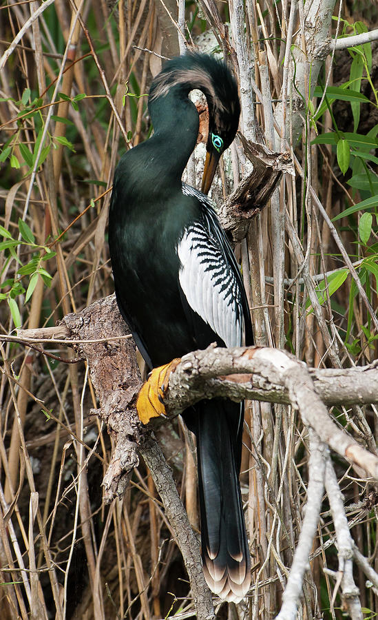 Shy Anhinga 6027 Photograph by Ginger Stein