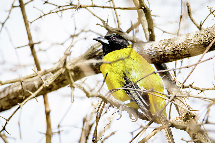 Shy Audubons Oriole at Salineno Preserve in South Texas Photograph by Debra Martz