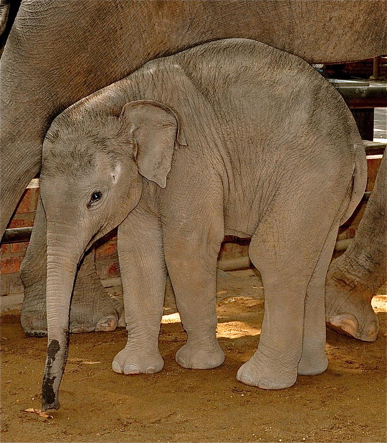 Shy Baby Elephant Photograph