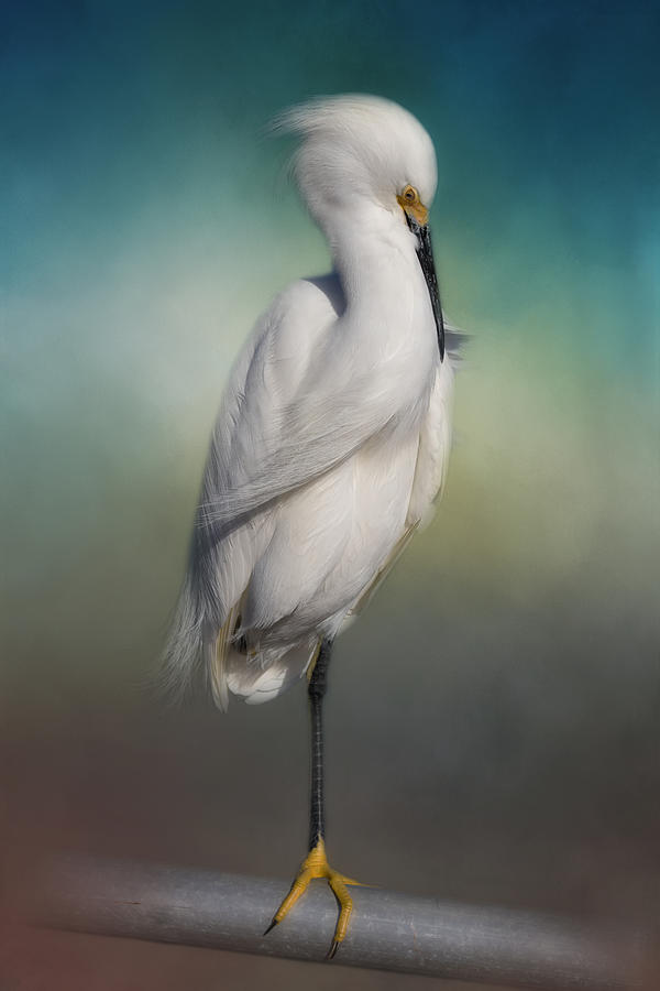 Egret Photograph - Shy Egret by Kim Hojnacki