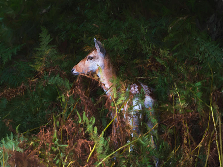 Shy Fallow Deer Digital Art by Roy Pedersen