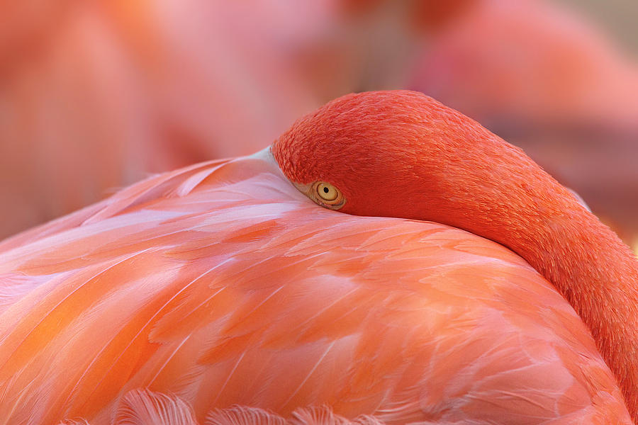 Shy Flamingo Photograph by Brian Knott Photography - Fine Art America