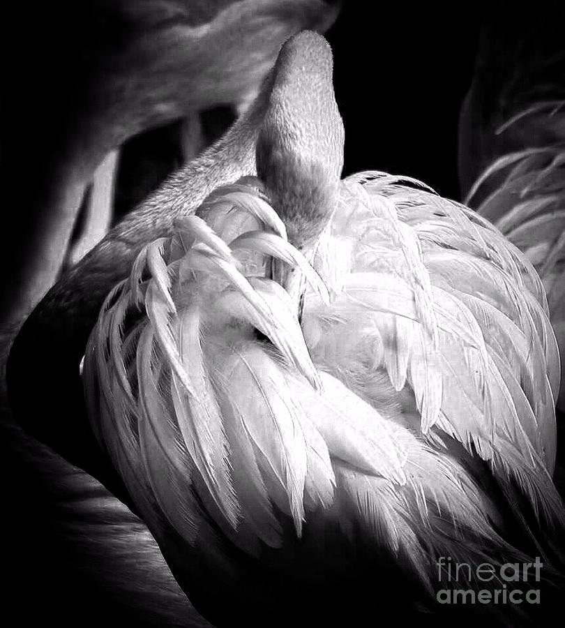Shy Flamingo BW Photograph by Toma Caul