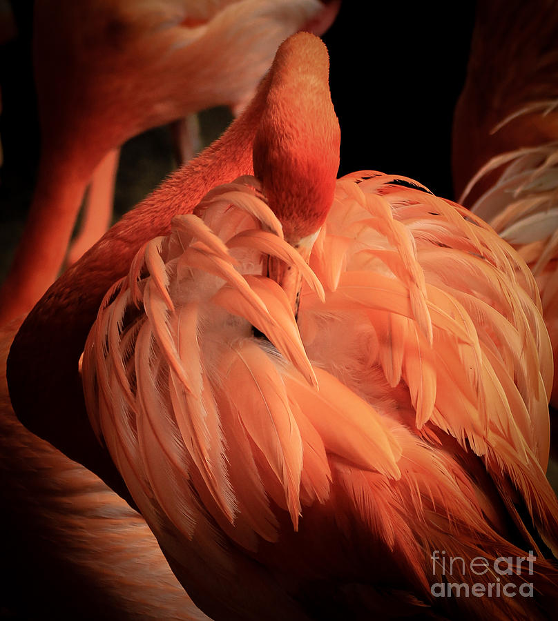 Shy Flamingo Photograph by Toma Caul