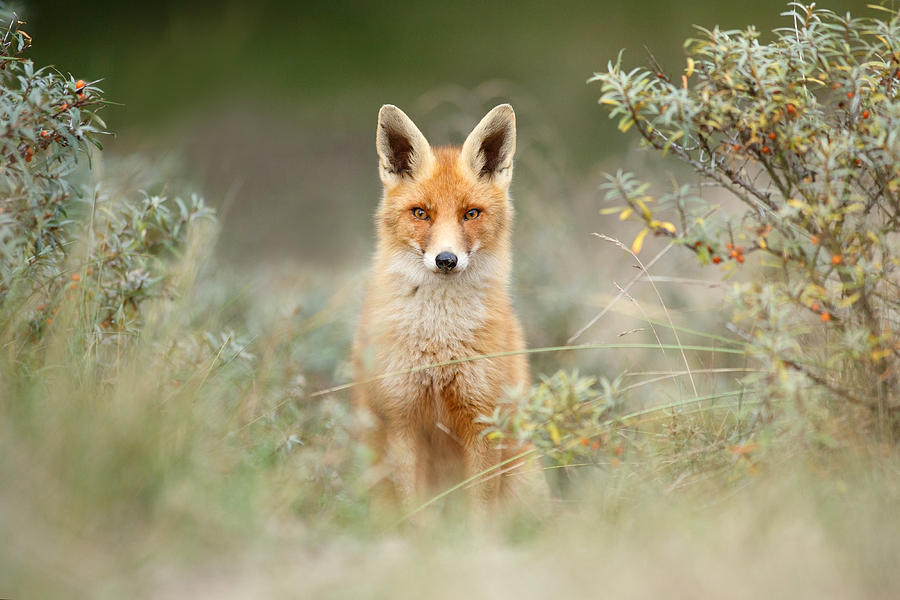 Animal Photograph - Shy Fox - Red Fox hiding behind the bushes by Roeselien Raimond