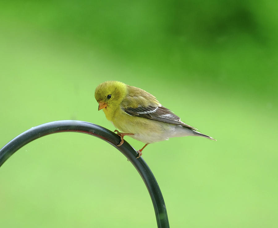 Shy Goldfinch Photograph by Ronda Ryan