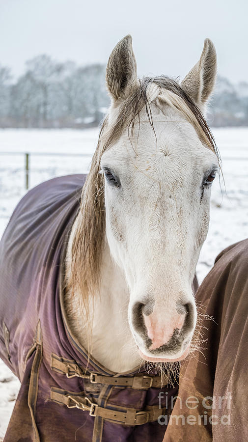 Shy Horse Photograph by Marina Usmanskaya