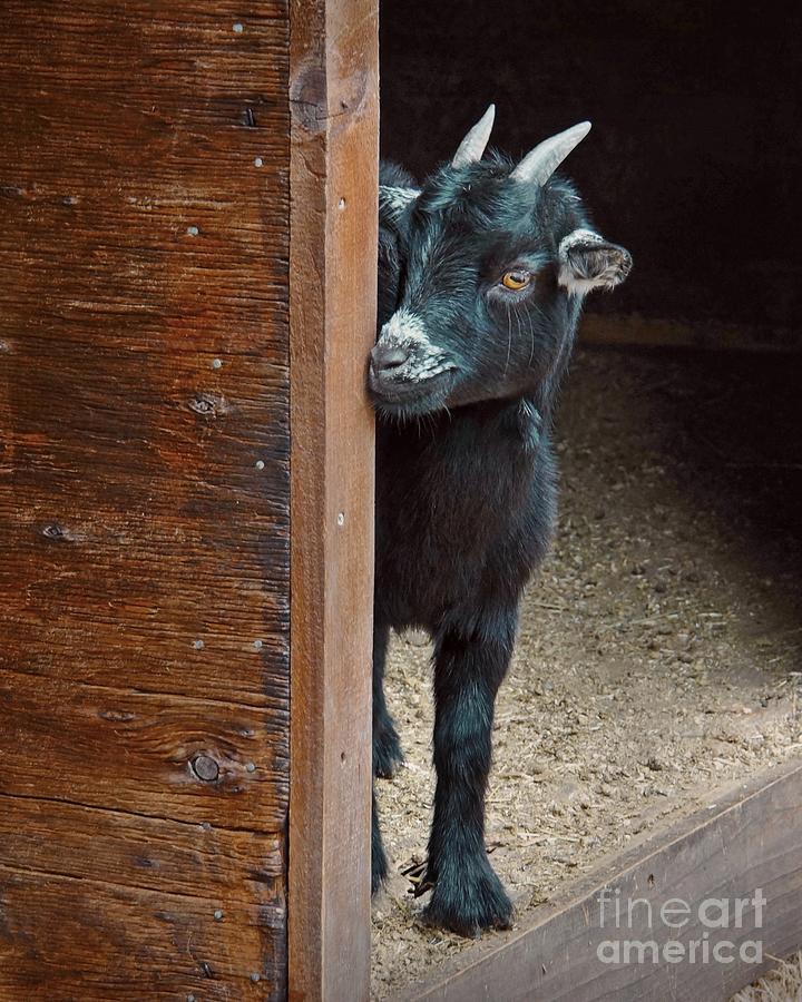 Goat Photograph - Shy Kid by Patricia Strand