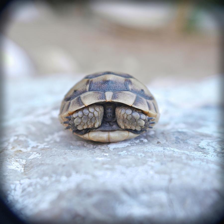 Shy Little Tortoise Digital Art by Anke Arnold - Fine Art America