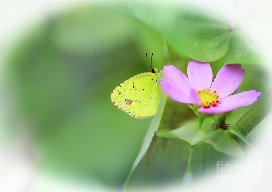 Shy Little Yellow Butterfly Photograph by Karen Adams