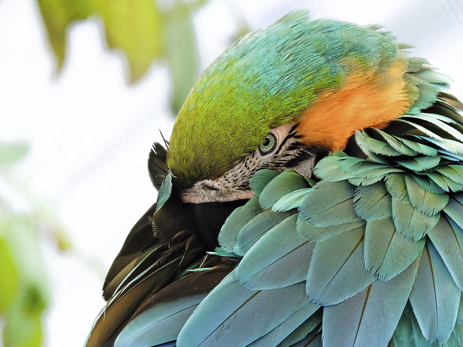 Shy Macaw Photograph by Penny Lisowski