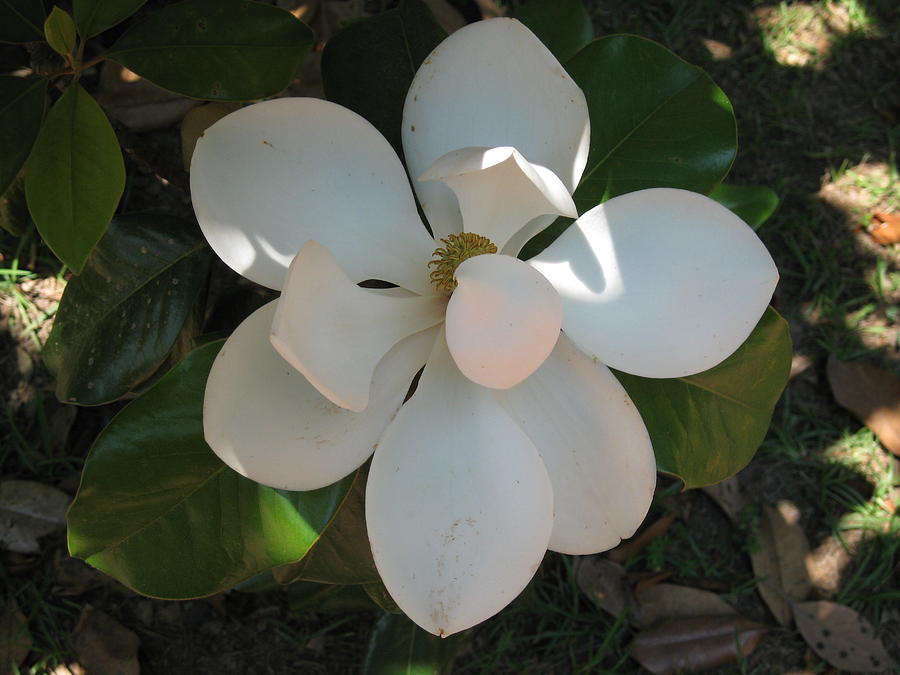 Shy Magnolia Photograph by Ron Monsour