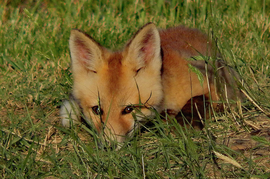 Shy One by Frank Vargo Shy One by Frank Vargo