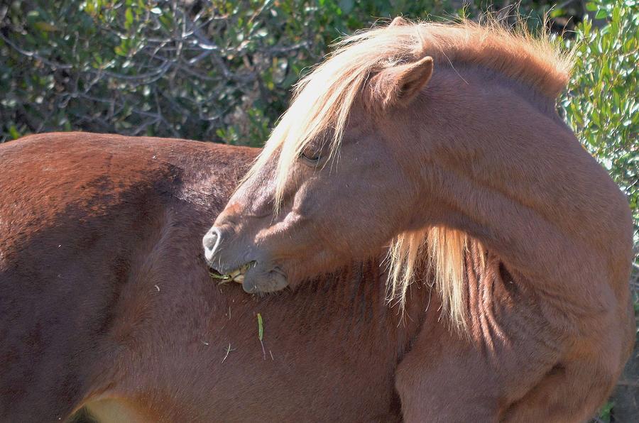 Shy One - Wild Pony of Assateague Island Photograph by Kim Bemis