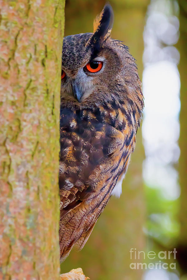 Owl Photograph - Shy Owl by CJ Park