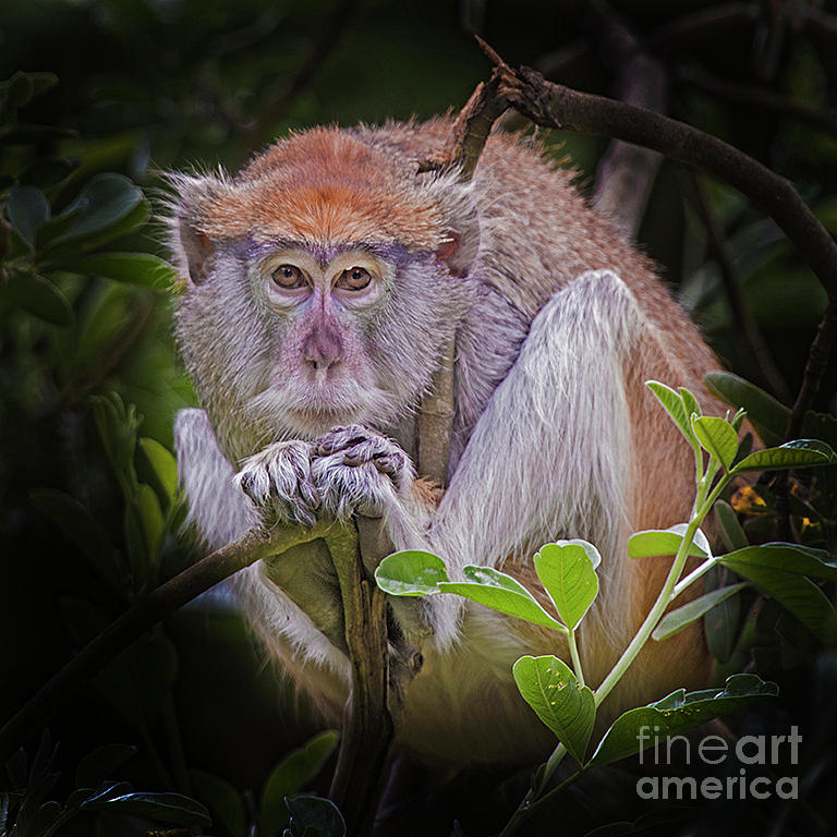 Wildlife Photograph - Shy Patas Monkey by Sonya Lang