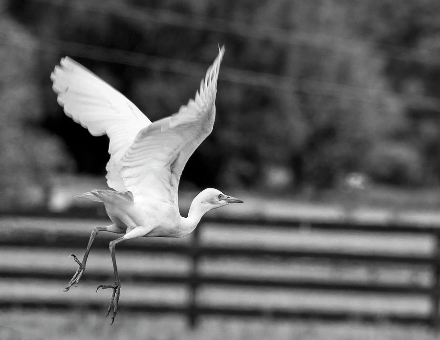 Cattle Egret Photograph - Shy Retreat BW by Norman Johnson Cattle Egret Photograph - Shy Retreat BW by Norman Johnson