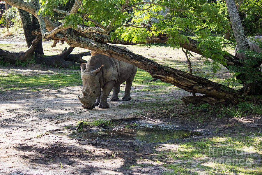 Shy Rhino Photograph by Suzanne Luft - Fine Art America