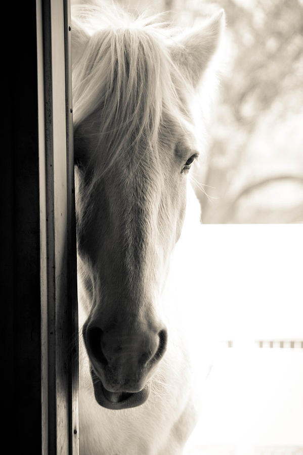 Shy by Shannon Kunkle Shy by Shannon Kunkle