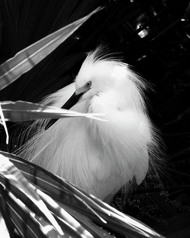 Shy Snowy Egret Photograph by Peggy Urban