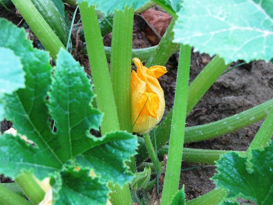 Shy Squash Bloom Photograph by Pam Davis