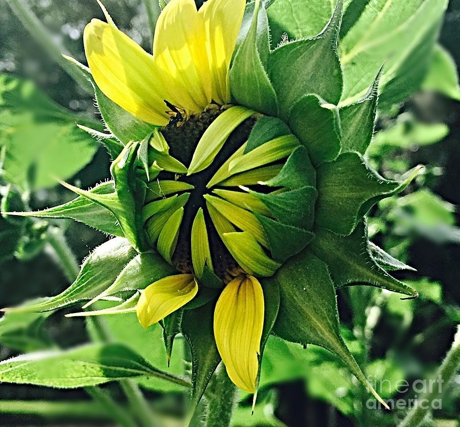 Shy Sunflower Bloom Photograph by Carol Riddle