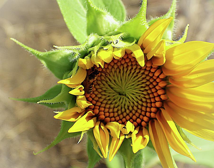 Shy Sunflower Photograph by Karen McKenzie McAdoo
