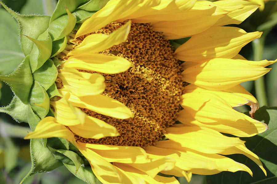 Shy Sunflower Photograph by Mary Bedy