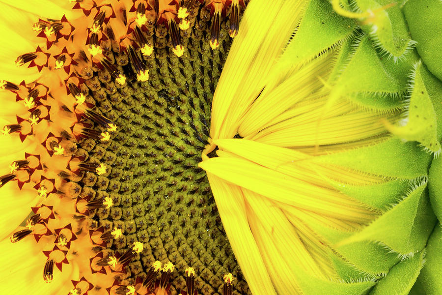 Shy Sunflower Photograph by SR Green