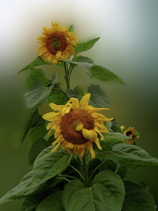 Shy Sunflower Photograph by Susan Crowell