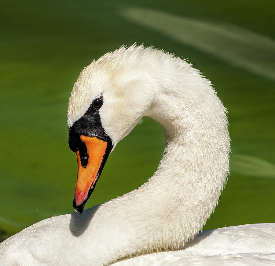 Shy Swan Photograph by Norman Johnson