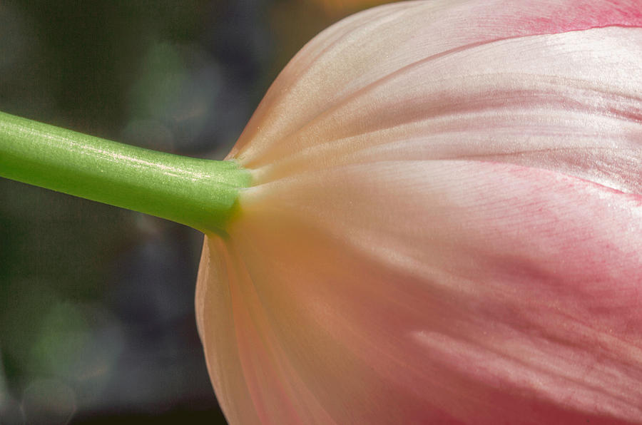 Shy Tulip Photograph