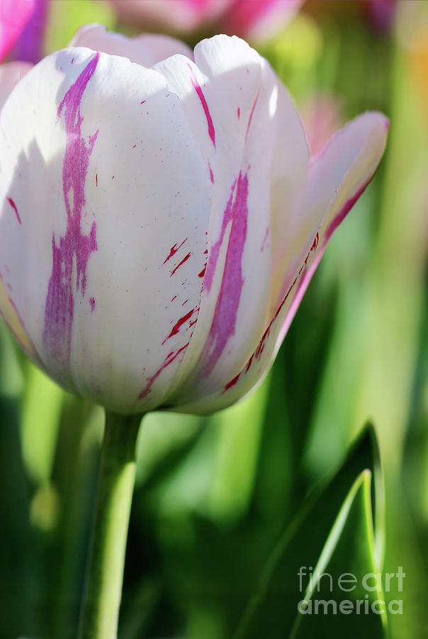 Shy Tulip Photograph by Karen Adams