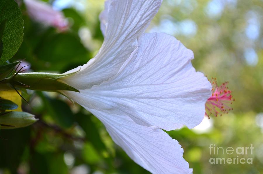 Shy White Hibiscus Photograph by Mary Deal