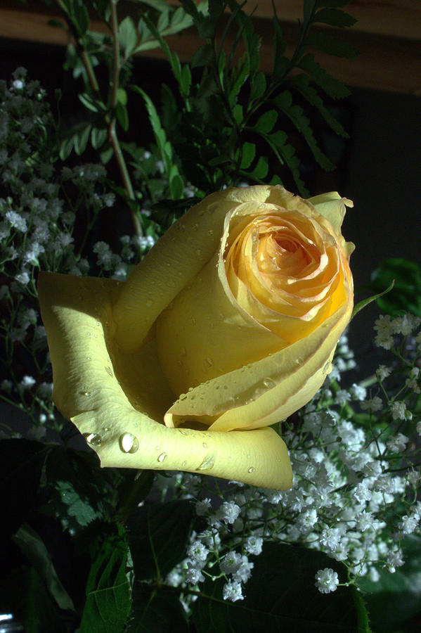 Shy yellow rose Photograph by Marie Neder